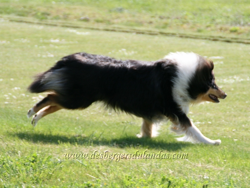 Ella Of Lovely Collies