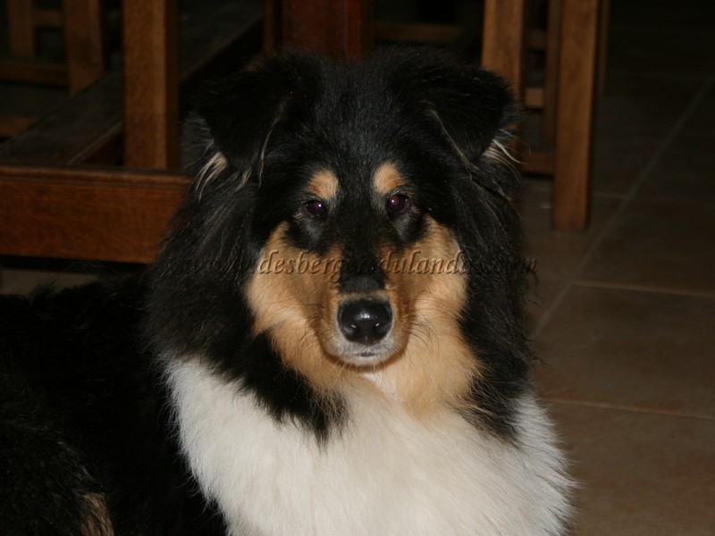 Ella Of Lovely Collies