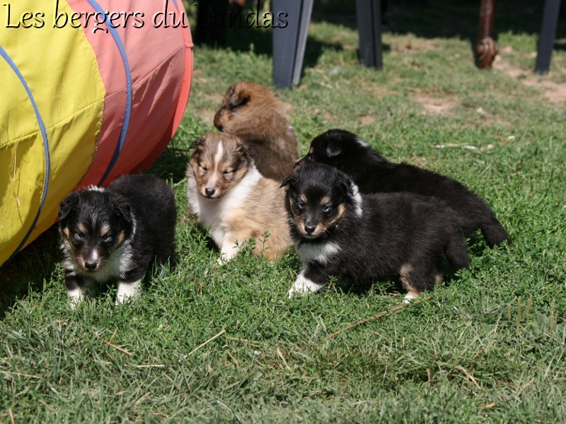 chiot Shetland Sheepdog Des Bergers Du Landas