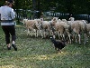  - Rencontre de Gedaï avec des moutons