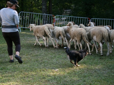 Des Bergers Du Landas - Rencontre de Gedaï avec des moutons