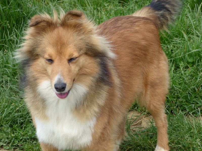 Heavenly Des Bergers Du Landas