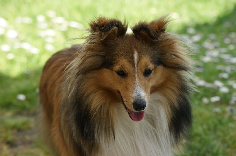 Harwen Des Bergers Du Landas