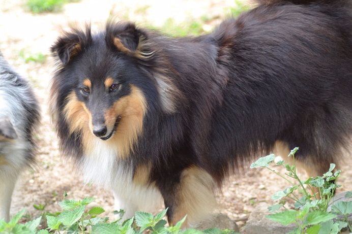 Love me baby (logan ) Des Bergers Du Landas