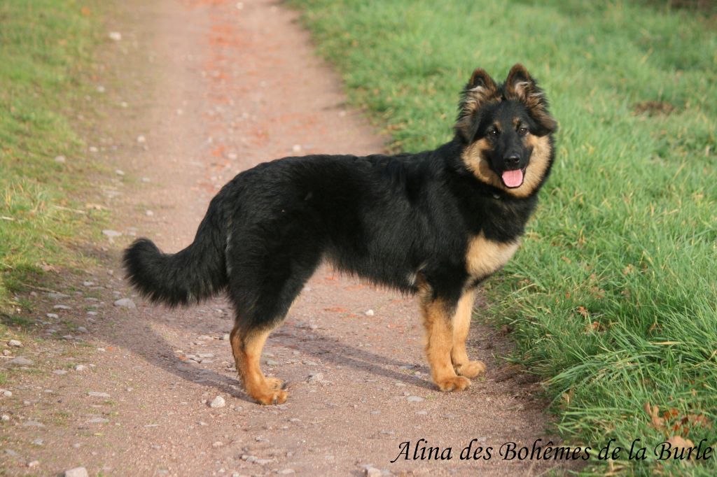 Alina Des Bohèmes De La Burle