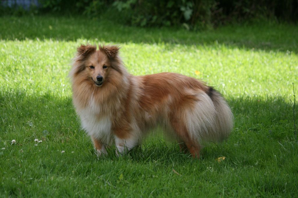 Tiffen Des Bergers Du Landas