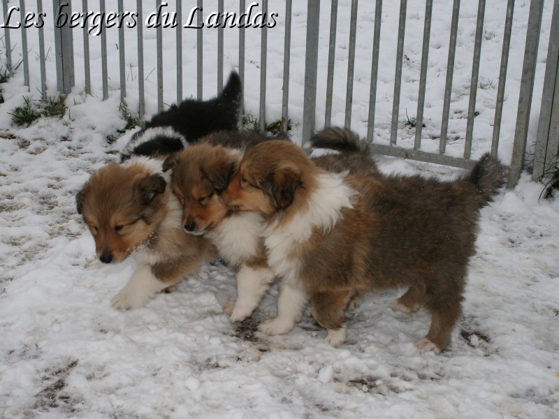 Les bébés de Dazzling et d'Ella