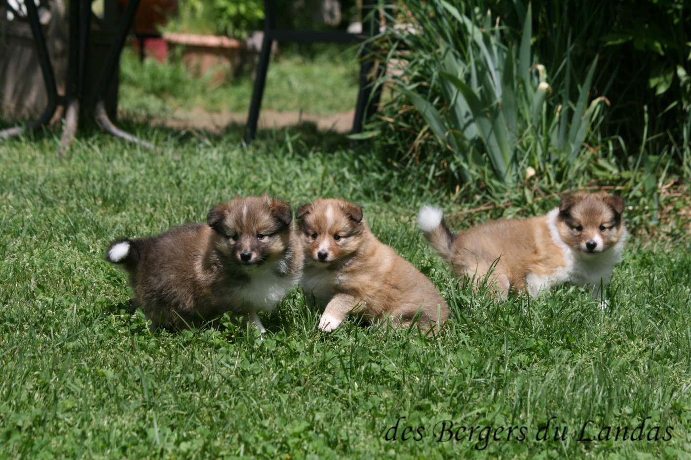 Chiot Shetland Sheepdog Des Bergers Du Landas