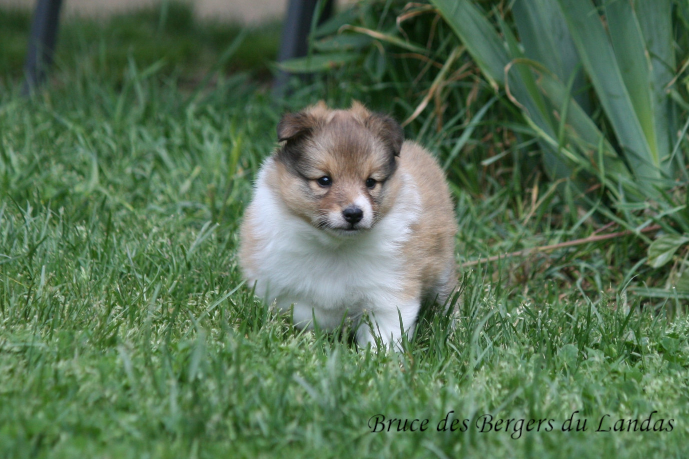 Des Bergers Du Landas - Chiots disponibles - Shetland Sheepdog