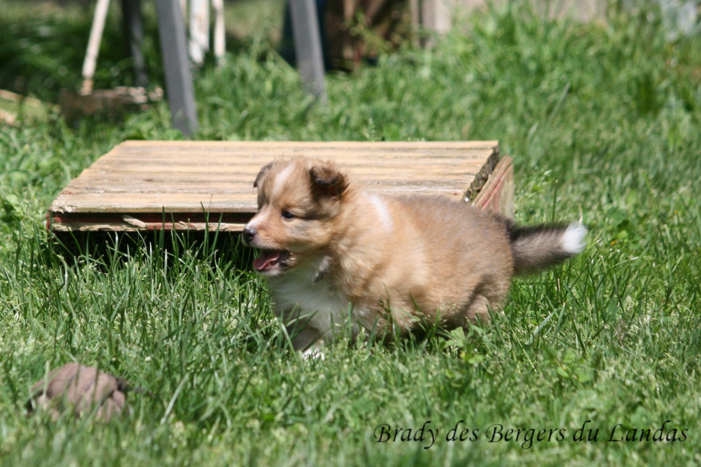 Des Bergers Du Landas - Chiots disponibles - Shetland Sheepdog