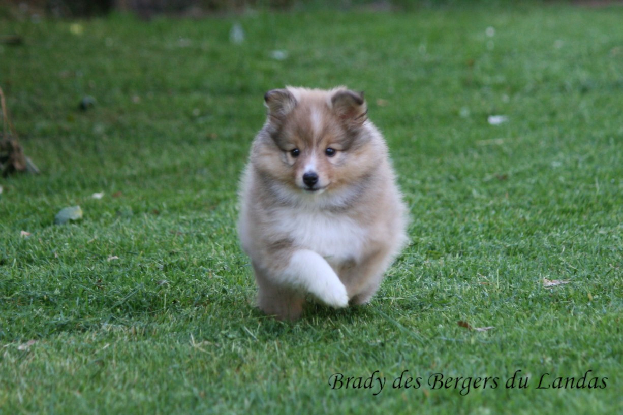 Des Bergers Du Landas - Chiots disponibles - Shetland Sheepdog