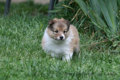Bruce (Nom Provisoire)