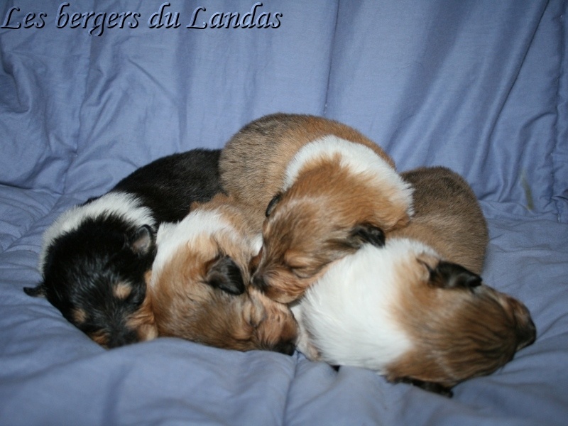 Des Bergers Du Landas - Colley à poil long - Portée née le 21/12/2011