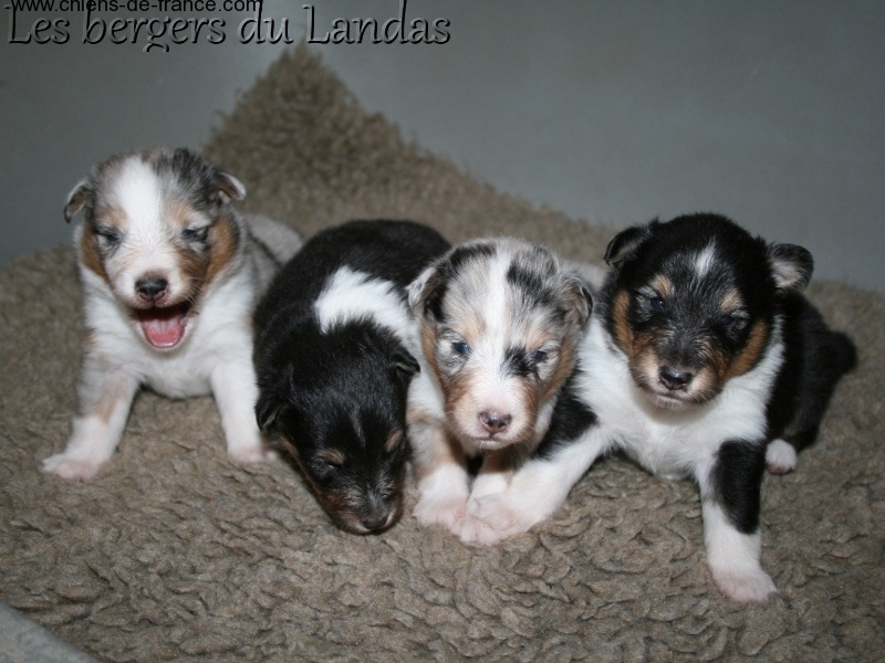 Chiot Shetland Sheepdog Des Bergers Du Landas